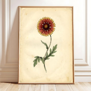 Poster Arte Botânica Vintage para Parede