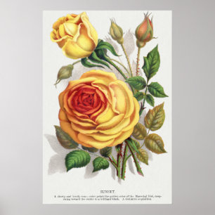 Poster Arte Botânica Vintage Rosa do Pôr do Sol Amarela e