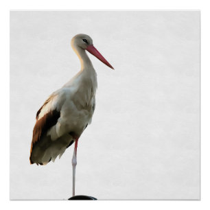 Póster Arte Branca De Aves (Ciconia ciconia)