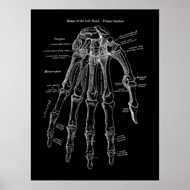 Poster Arte da Anatomia do Osso Humano (Frente)