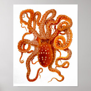 Póster Arte da criatura do mar do cefalópode do impress
