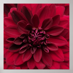 Poster Arte da dália do vermelho carmesim - flor de noit