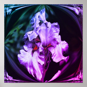 Poster Arte Da Flor Íris Com abstrato