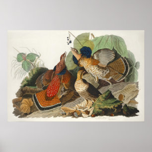 Poster Arte da Natureza do Galo-da-serra Vintage Audubon
