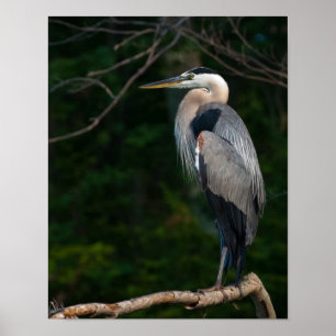 Poster Arte da parede da garça-real de grande azul