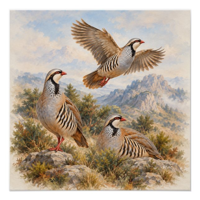 Póster Arte da Perdiz Chukar (Frente)