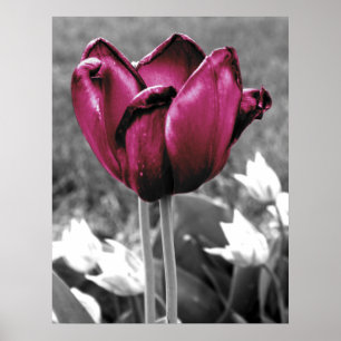 Póster Arte da tulipa