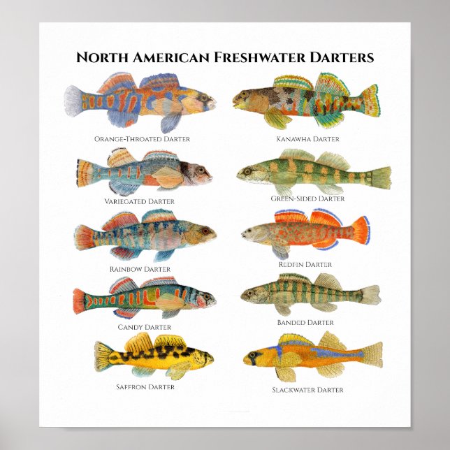 Poster Arte Darters Americana (Frente)