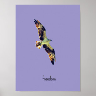 Poster arte de águia-pescadora