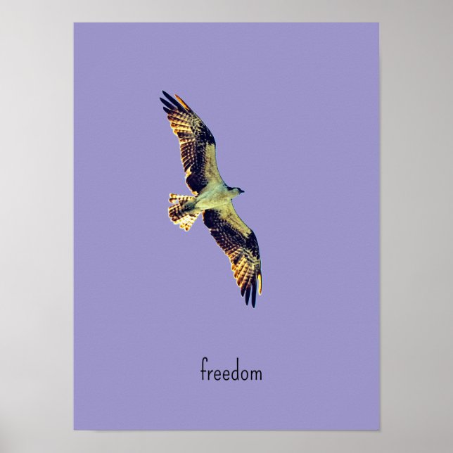 Poster arte de águia-pescadora (Frente)