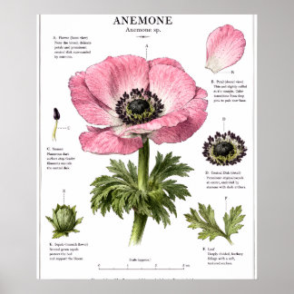 Poster Arte de Anatomia Floral Vintage | Estudo Botânico