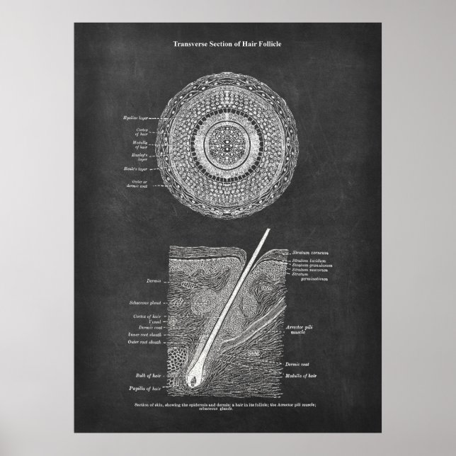 Poster Arte de Anatomia Folicular do Cabelo (Frente)