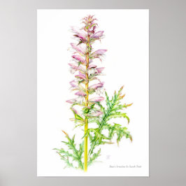 Póster Arte de aquarela Acanthus mollis acaró de urso