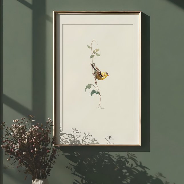 Poster Arte de Aquarela Americana vibrante Goldfinch (Criador carregado)