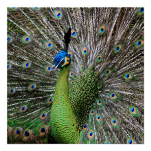 Póster Arte de Ave e Pena de Pavão Elegante
