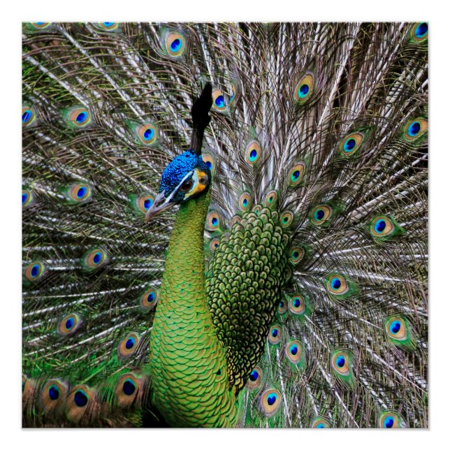 Póster Arte de Ave e Pena de Pavão Elegante (Frente)