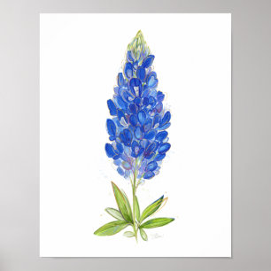 Poster Arte de Bluebonnet Texas com Aquarela Única