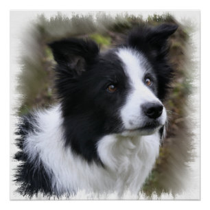 Póster Arte de border collie