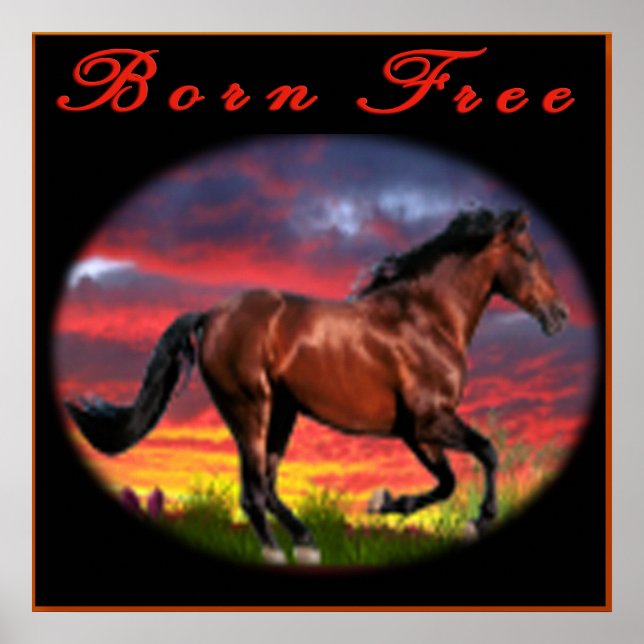 Poster Arte de Cavalo sem Nasceres (Frente)