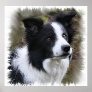 Poster Arte de Collie de Borda