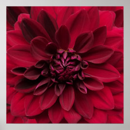 Poster Arte de Crimson Red Dahlia - Flor Noturno Árabe