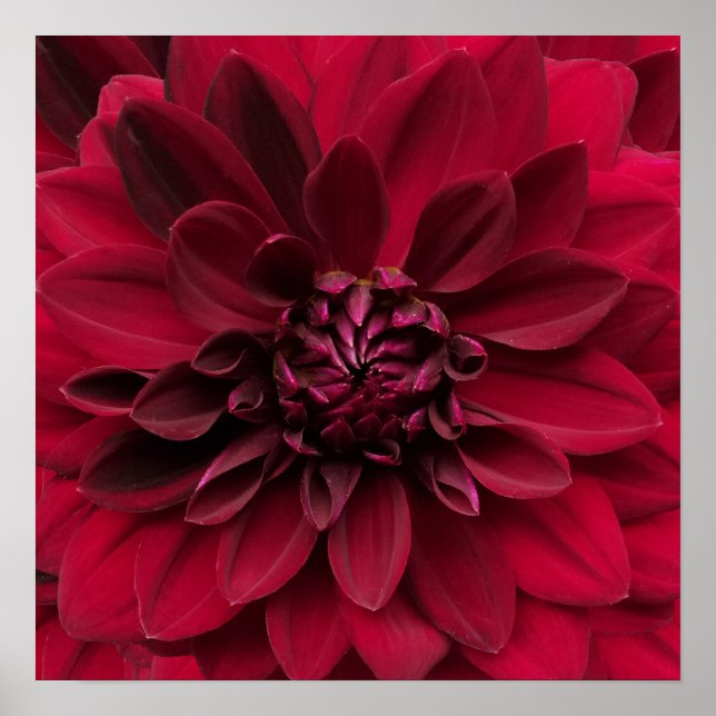 Poster Arte de Crimson Red Dahlia - Flor Noturno Árabe (Frente)