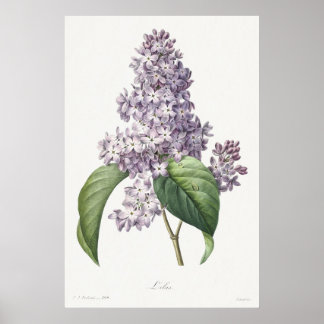 Poster Arte de Desenho Botânico Lilás Vintage