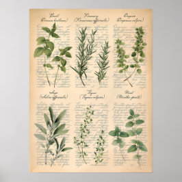 Poster Arte de Ervas de Cozinha Botânicas Vintage em Letr