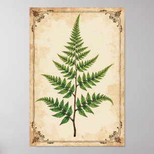 Poster Arte de Estudo Botânico de Samambaia Vintage
