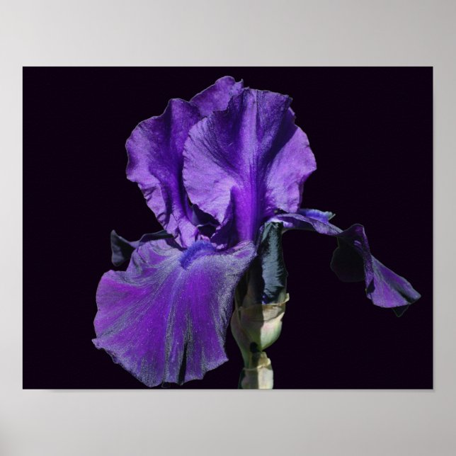 Poster Arte de Flor de Íris Barbada Roxa Aveludada (Frente)