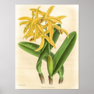 Poster Arte de Flor de Orquídea Laelia Flammea Vintage