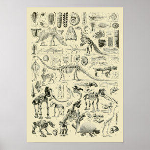 Poster Arte de Fósseis de Ossos de Dinossauros Vintage