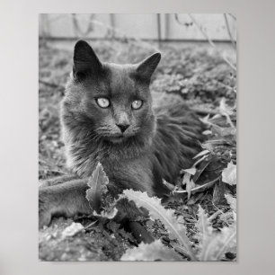 Poster arte de gato para parede