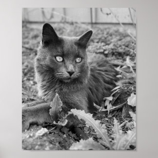 Poster arte de gato para parede