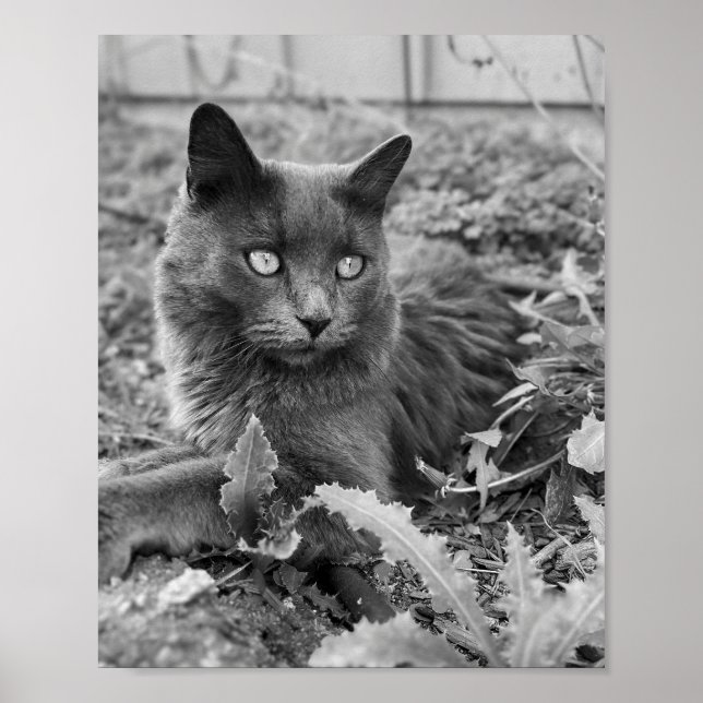 Poster arte de gato para parede (Frente)