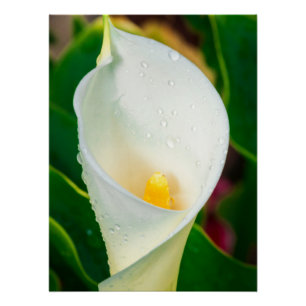 Póster Arte de Natureza Fotografia Botânica Macro de Líri