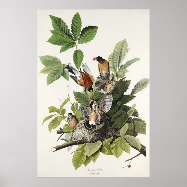 Poster Arte de ninho de pássaro do antigo Robin Americano (Frente)