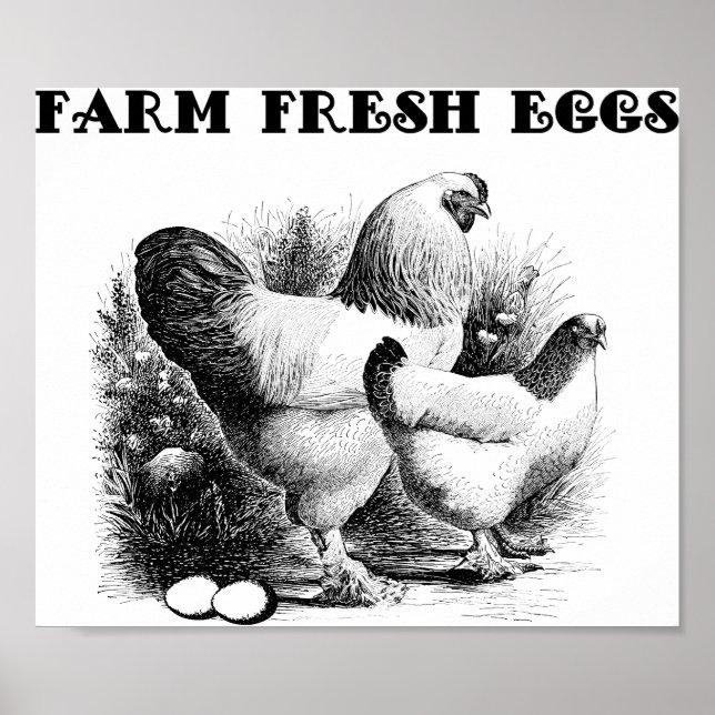 Poster Arte de Ovos Frescos de Fazenda de frango (Frente)