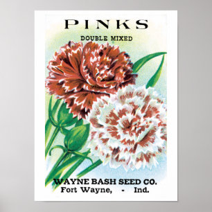 Poster Arte de Pacote de Sementes Antigas, Flores de Crav
