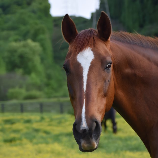 Poster arte de parede (Kentucky Pride-Sherry stclair McDowell Bretz art )