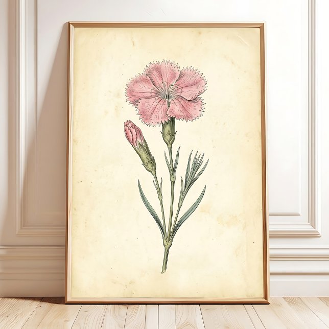 Poster Arte de Parede Botânica Vitoriana Dianthus (Criador carregado)