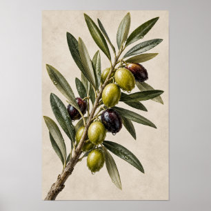 Poster Arte de Parede Botânico Ramo de Oliveira Vintage E