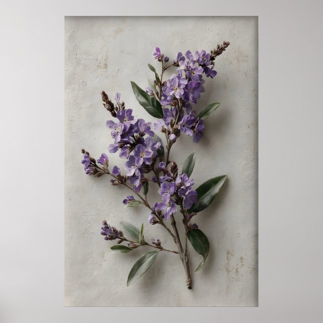 Poster Arte de Parede de Dampiera Imprimível, Flor Antiga (Frente)