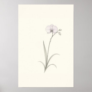 Poster Arte de Parede de Desenho Botânico de Orquídea Min