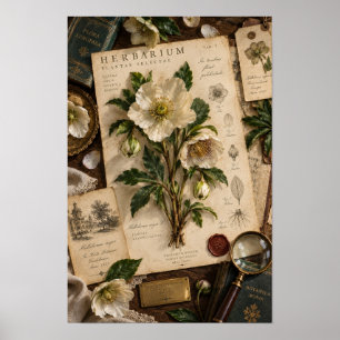 Poster Arte de Parede de Estudo de Herbário de Hellebore