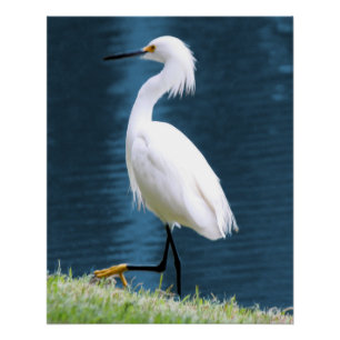 Póster Arte de Parede de Garça Minimalista Natureza Coste