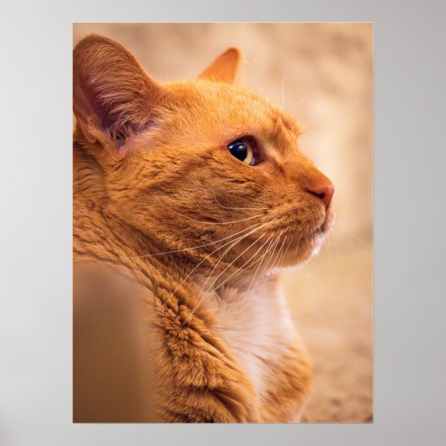 Poster Arte de Parede de Gato Laranja Tabby | Retrato de  (Frente)