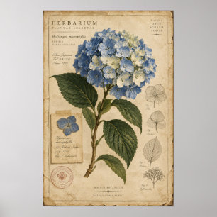 Poster Arte de Parede de Herbário de Hortênsia Azul Vinta
