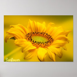 Poster Arte de Parede em Matte de Girassol Amarelo Brilha