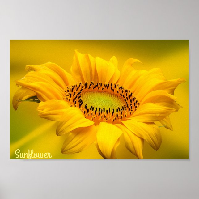 Poster Arte de Parede em Matte de Girassol Amarelo Brilha (Frente)